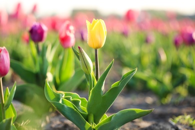 Photo of Closeup view of beautiful fresh tulip with water drops on field, space for text. Blooming spring flowers