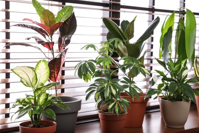 Different green potted plants on window sill at home