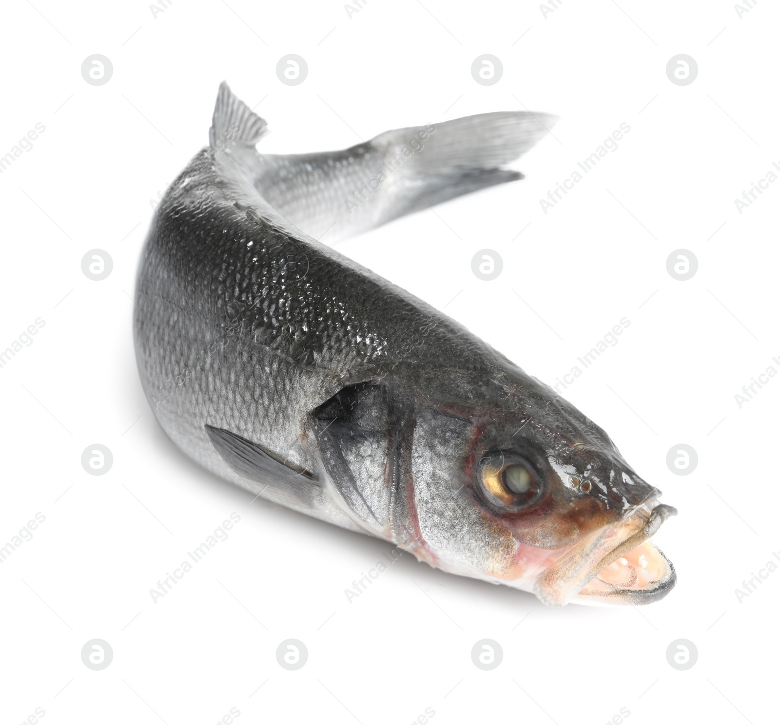 Photo of Fresh sea bass fish isolated on white