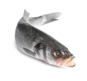 Fresh sea bass fish isolated on white