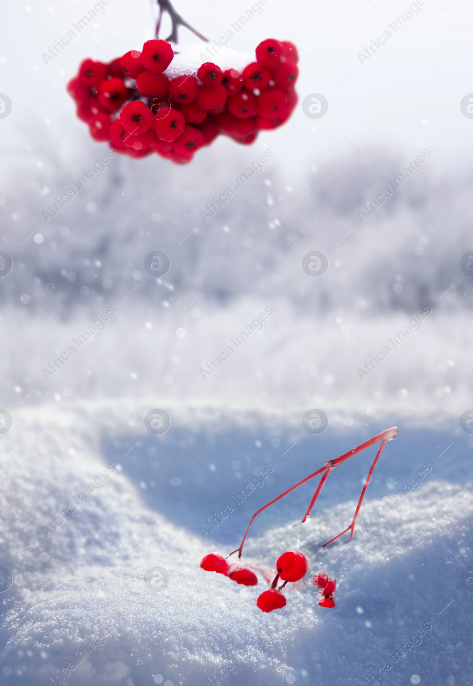 Image of Berries on rowan tree branches covered with snow outdoors