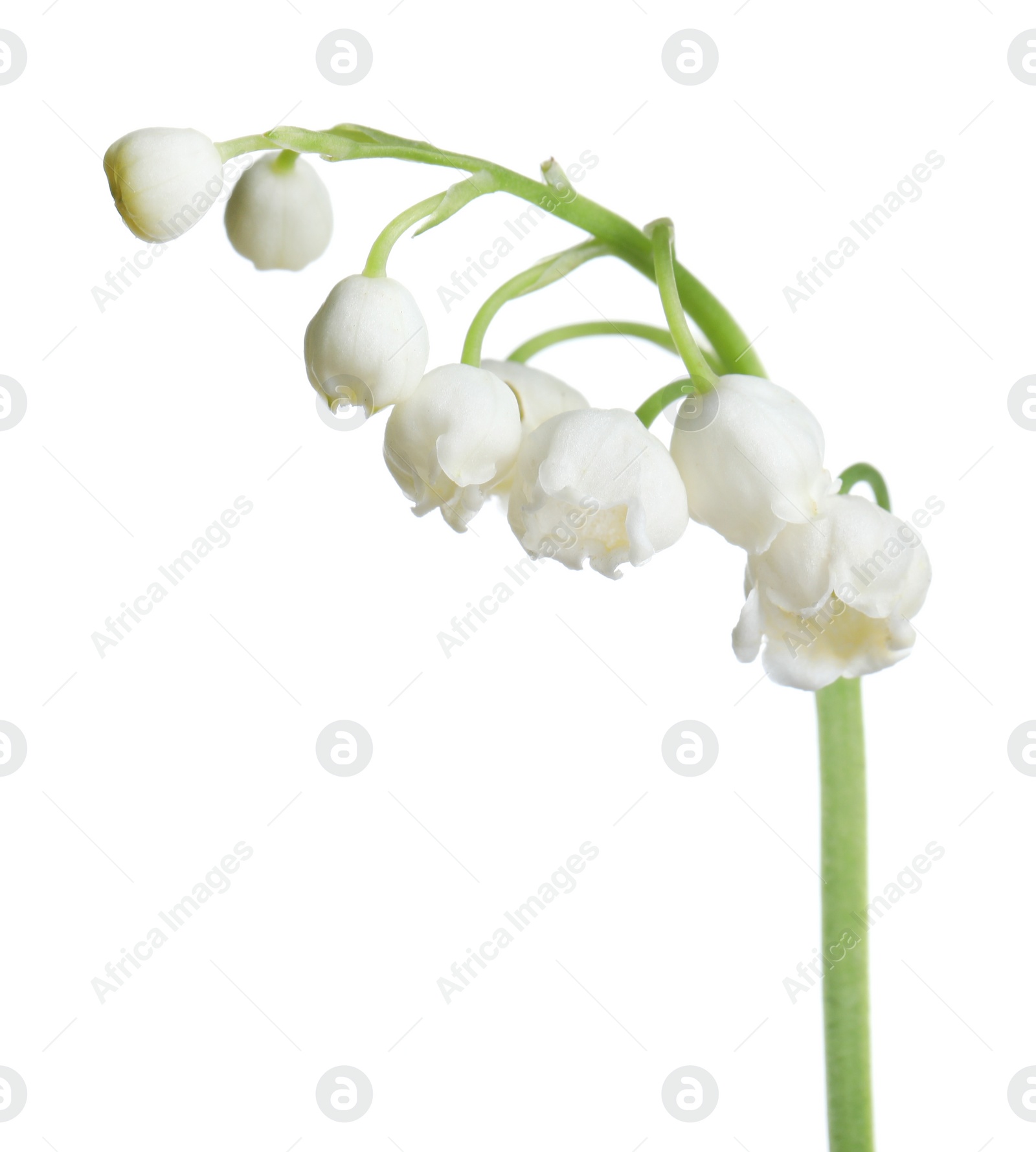 Photo of Beautiful lily of the valley flower on white background