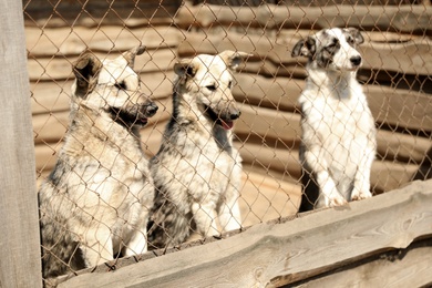 Cage with homeless dogs in animal shelter. Concept of volunteering