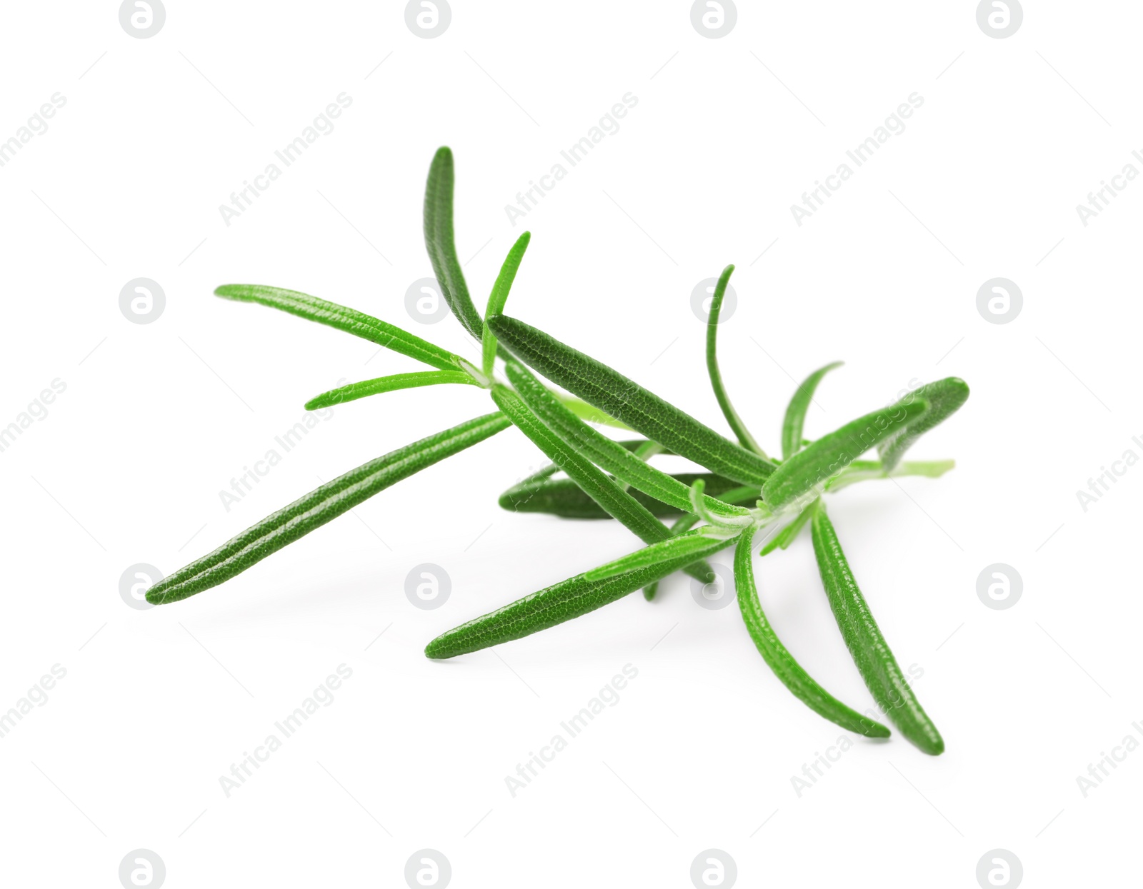 Photo of Sprig of fresh rosemary isolated on white