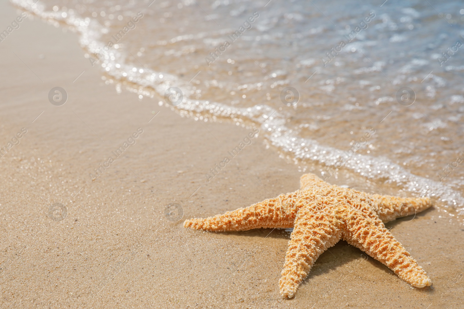 Photo of Starfish on tropical sandy beach. Space for text