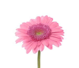 Photo of One beautiful pink gerbera flower isolated on white