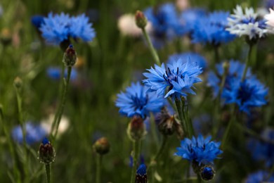 Photo of Beautiful blue cornflowers growing in meadow on summer day, closeup