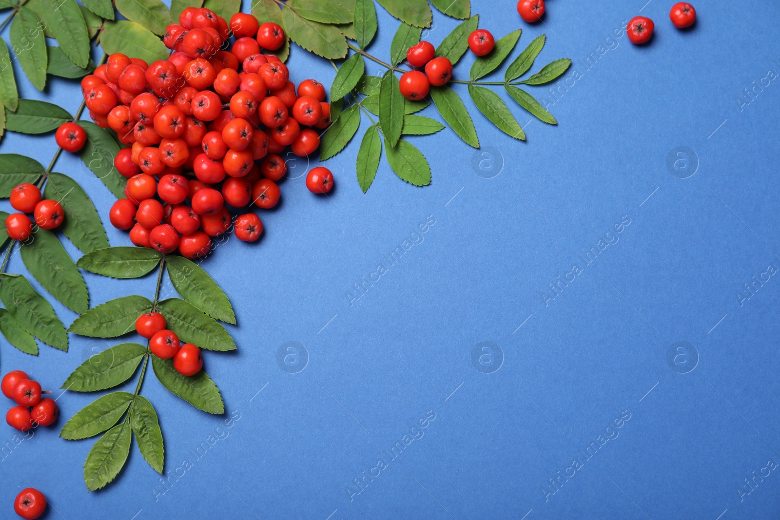 Photo of Fresh ripe rowan berries and green leaves on blue background, flat lay. Space for text