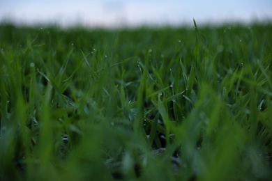 Beautiful view of fresh green grass outdoors, closeup