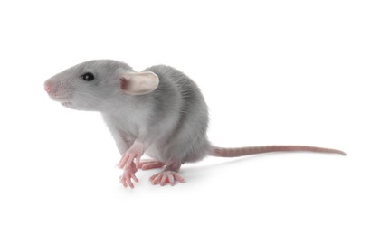 Small fluffy grey rat on white background