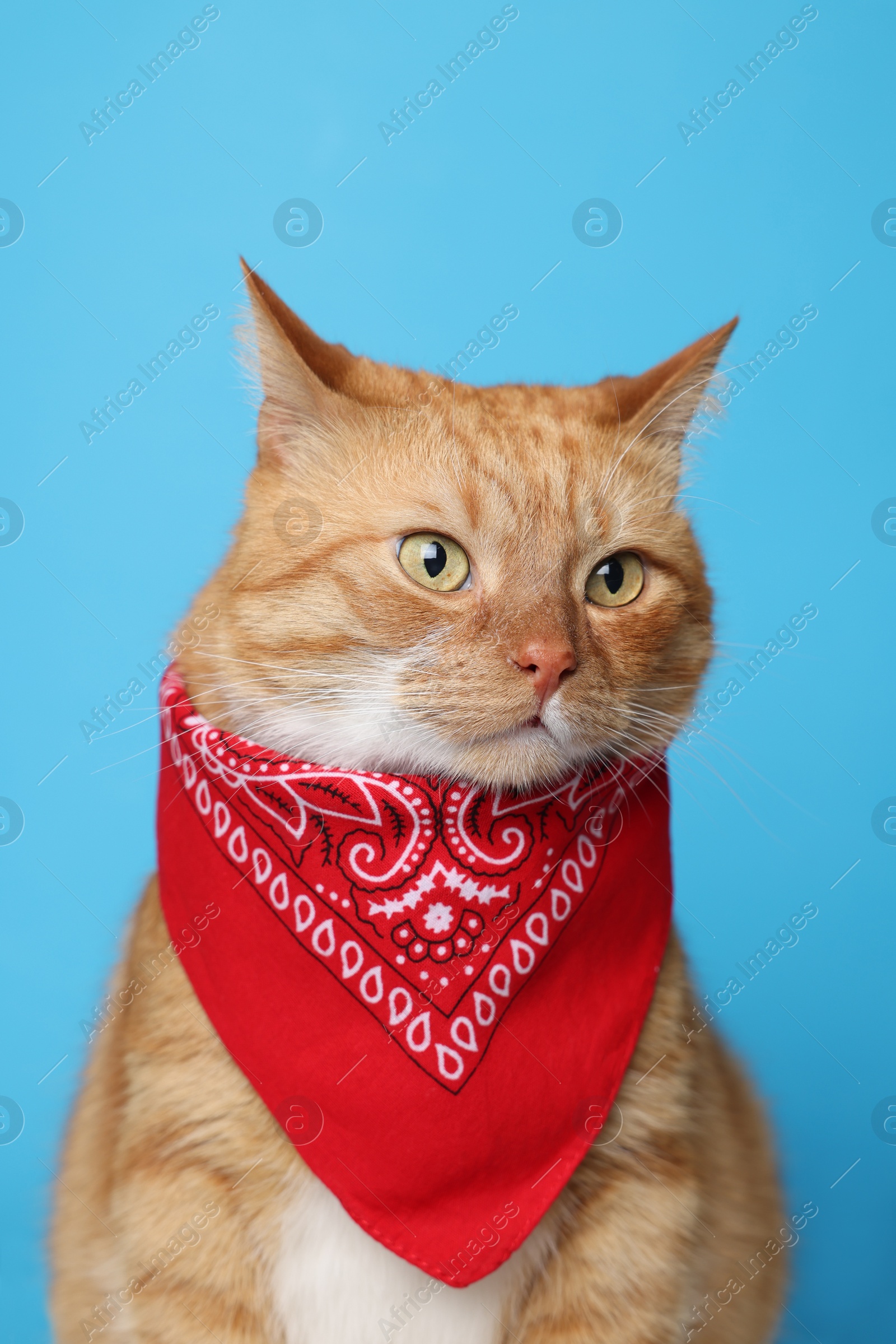 Photo of Cute ginger cat with bandana on light blue background. Adorable pet