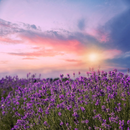 Image of Amazing lavender field at sunset, closeup view