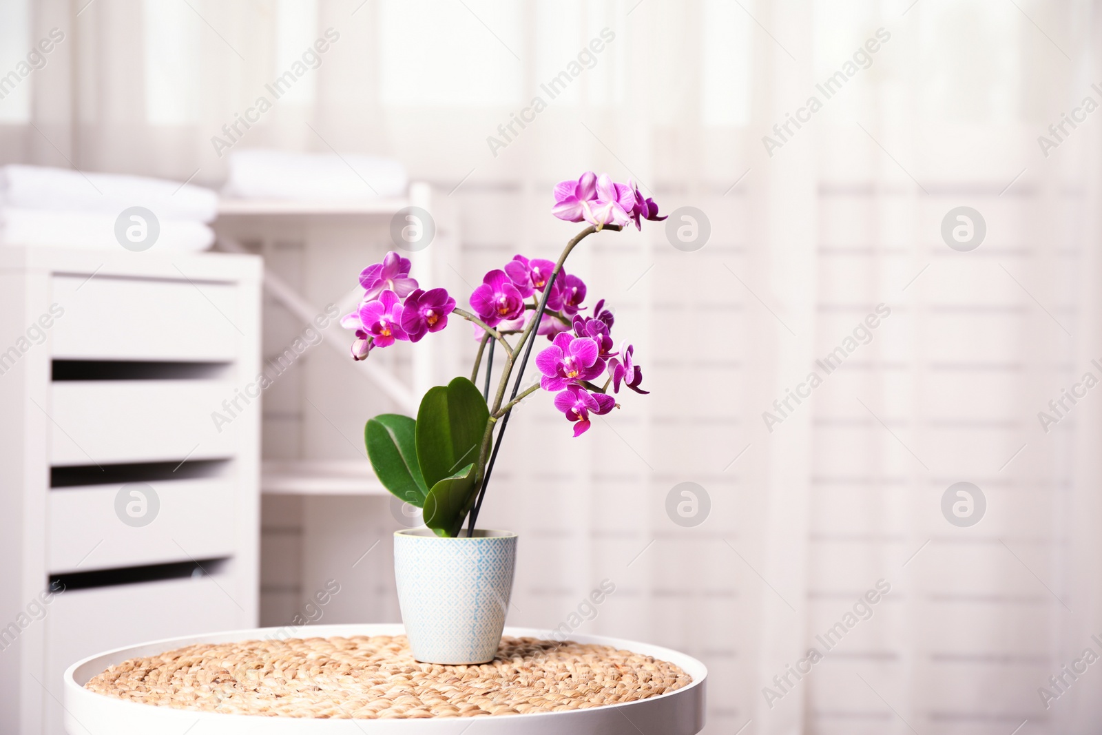 Photo of Flowerpot with blooming orchid on table indoors, space for text