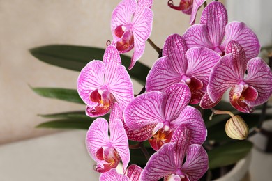 Photo of Beautiful pink orchid flower on blurred background, closeup