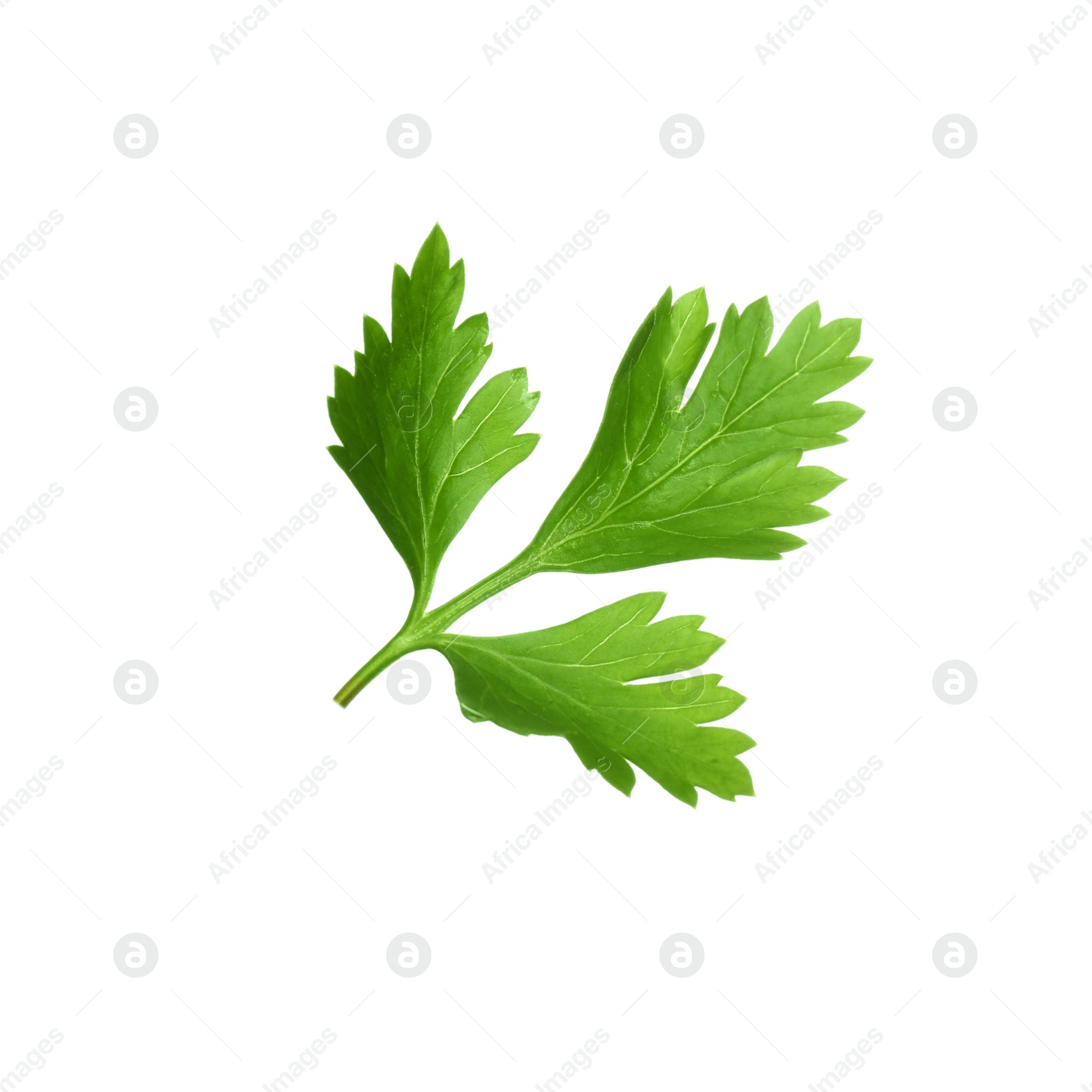 Photo of Fresh green organic parsley on white background