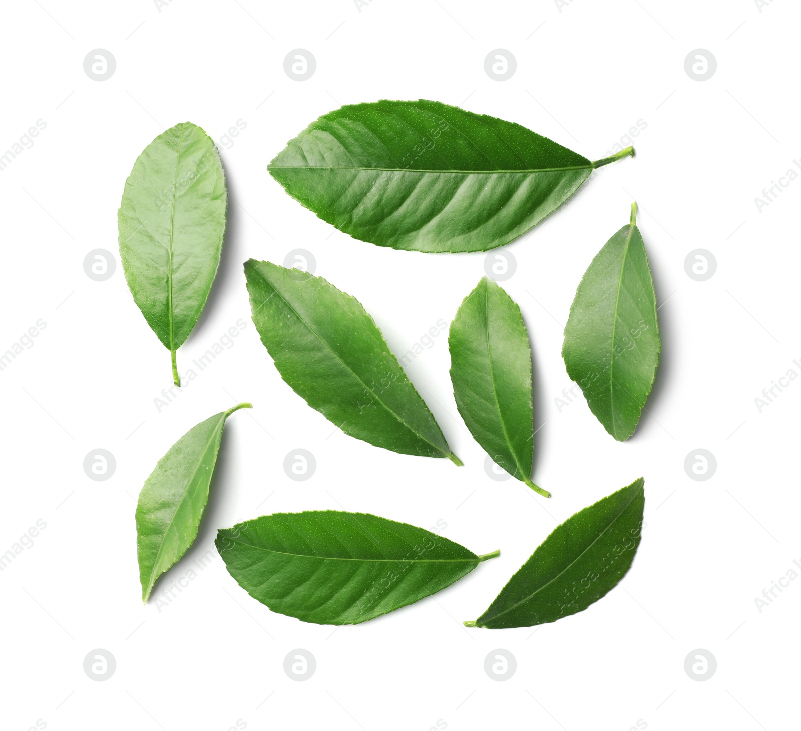 Photo of Fresh green citrus leaves on white background, top view