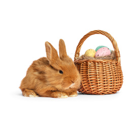 Image of Adorable fluffy Easter bunny and wicker basket with painted eggs on white background