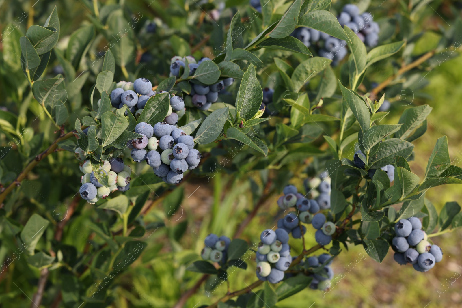 Photo of Bush of wild blueberry with berries growing outdoors