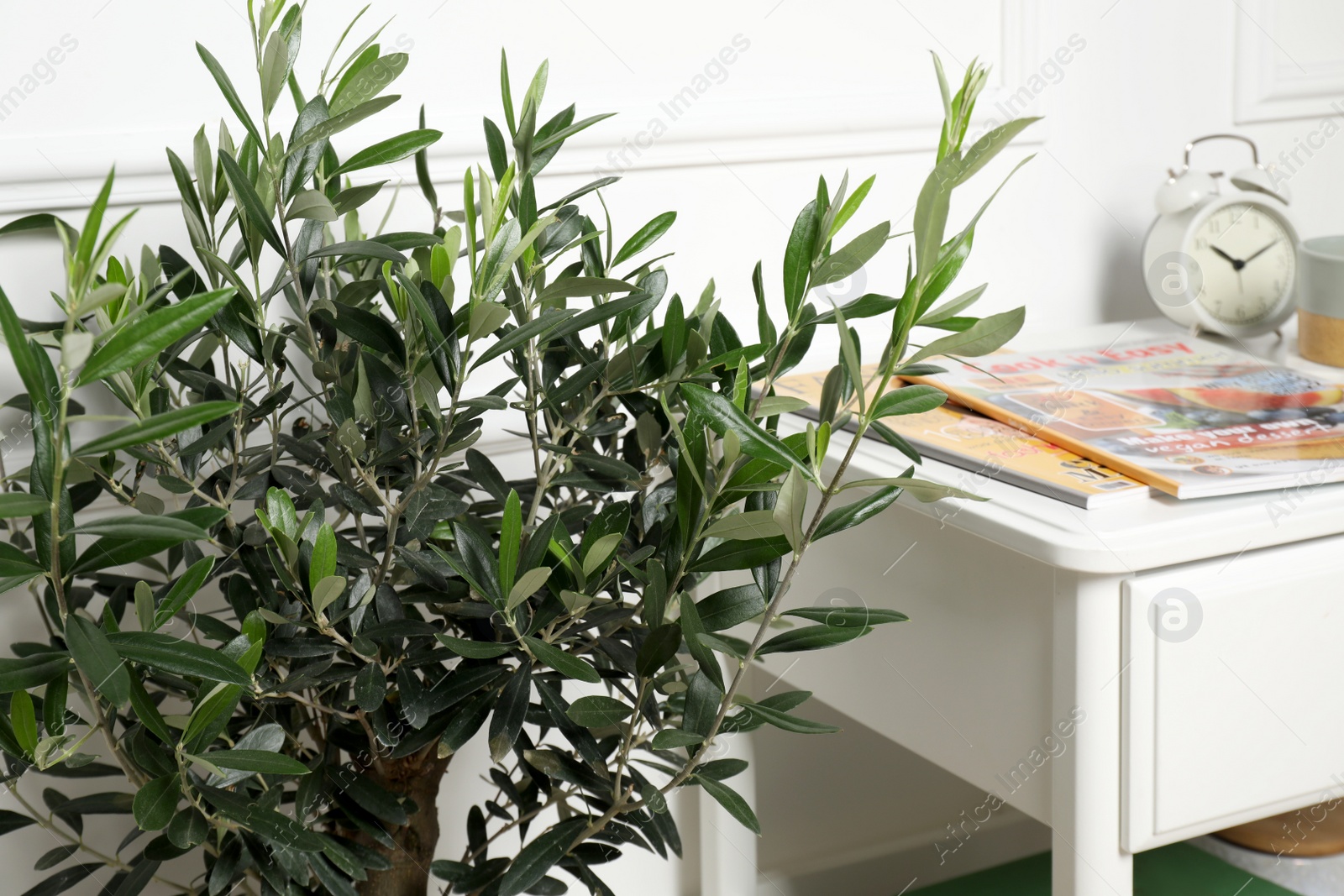 Photo of Beautiful young olive tree in living room, closeup. Interior element