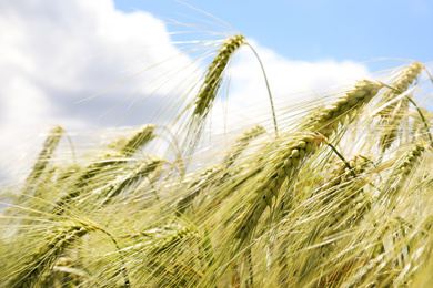 Photo of Closeup view of agricultural field with ripening cereal crop