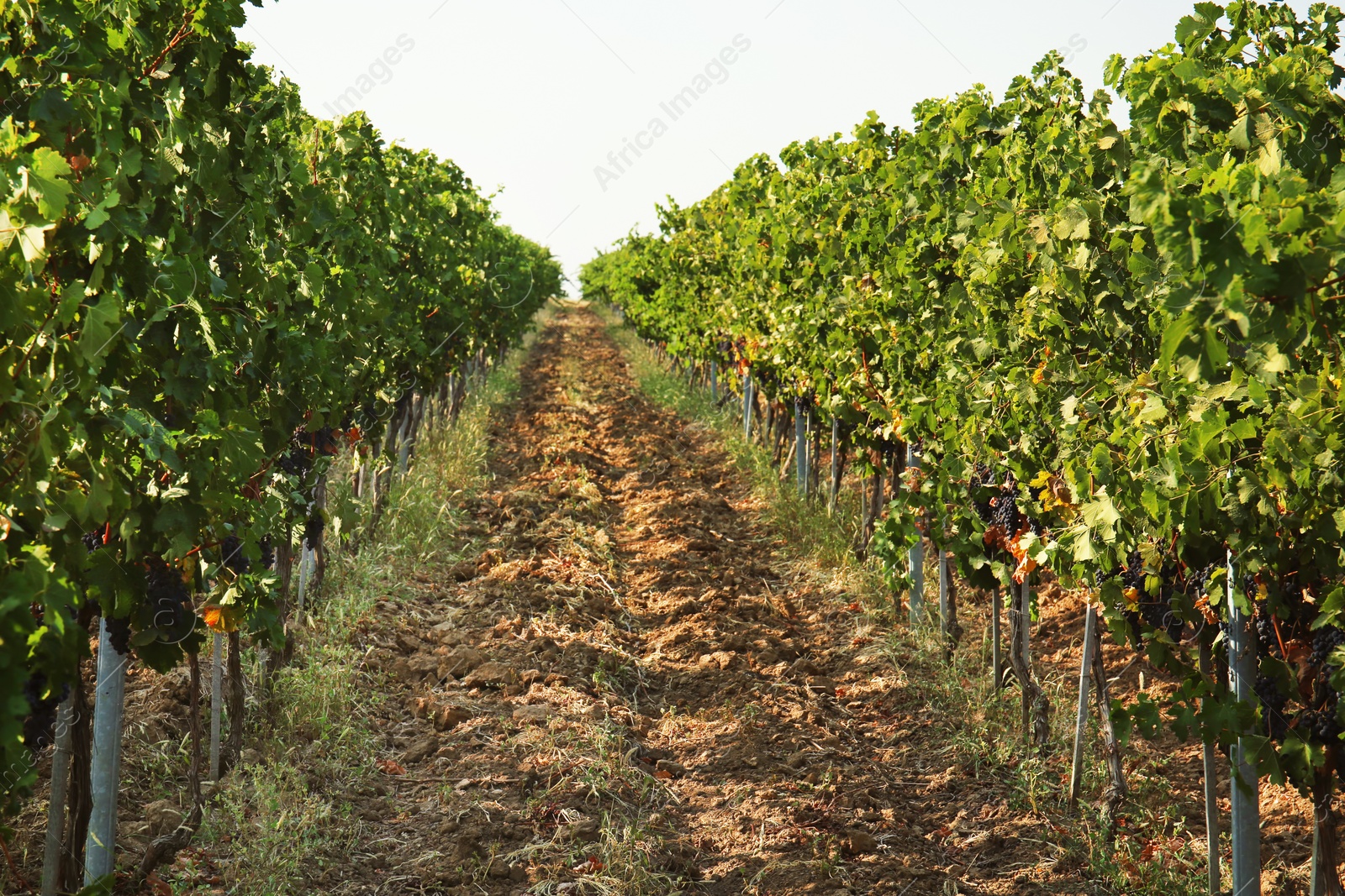 Photo of View of vineyard rows with fresh ripe juicy grapes on sunny day