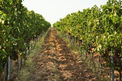 Photo of View of vineyard rows with fresh ripe juicy grapes on sunny day