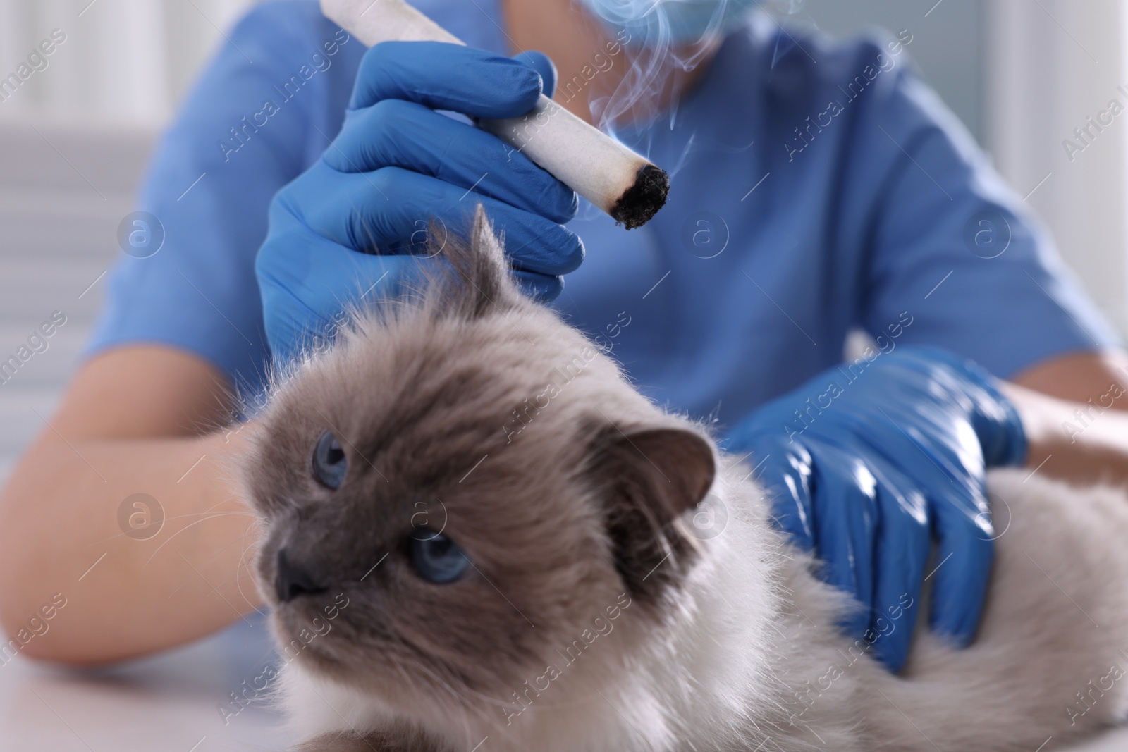 Photo of Veterinary holding moxa stick near cute cat in clinic, closeup. Animal acupuncture treatment