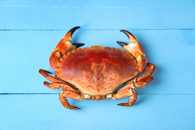 Delicious boiled crab on light blue wooden table, top view