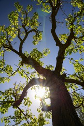 Beautiful tree with green leaves against blue sky on sunny day, low angle view