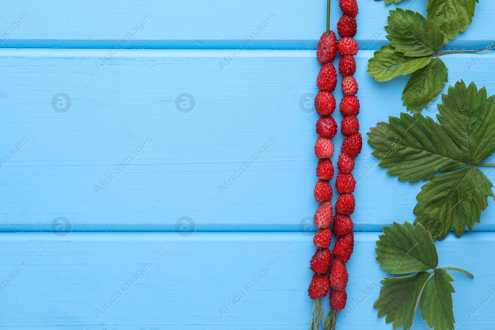 Photo of Grass stems with wild strawberries and leaves on light blue wooden table, flat lay. Space for text