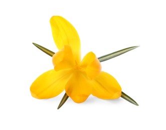 Photo of Beautiful yellow crocus flower isolated on white