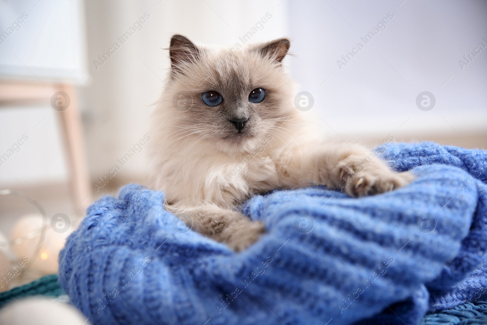 Photo of Cute cat with knitted sweater lying on floor at home. Warm and cozy winter