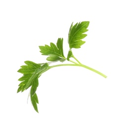 Leaves of fresh tasty parsley on white background