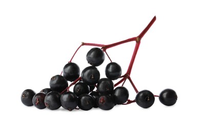 Photo of Bunch of black elderberries (Sambucus) on white background