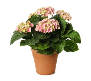 Photo of Beautiful potted hortensia plant with pink flowers isolated on white