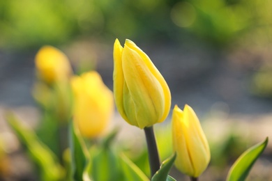 Photo of Closeup view of beautiful fresh tulips on field, space for text. Blooming spring flowers