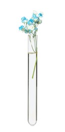 Gypsophila flowers in test tube on white background