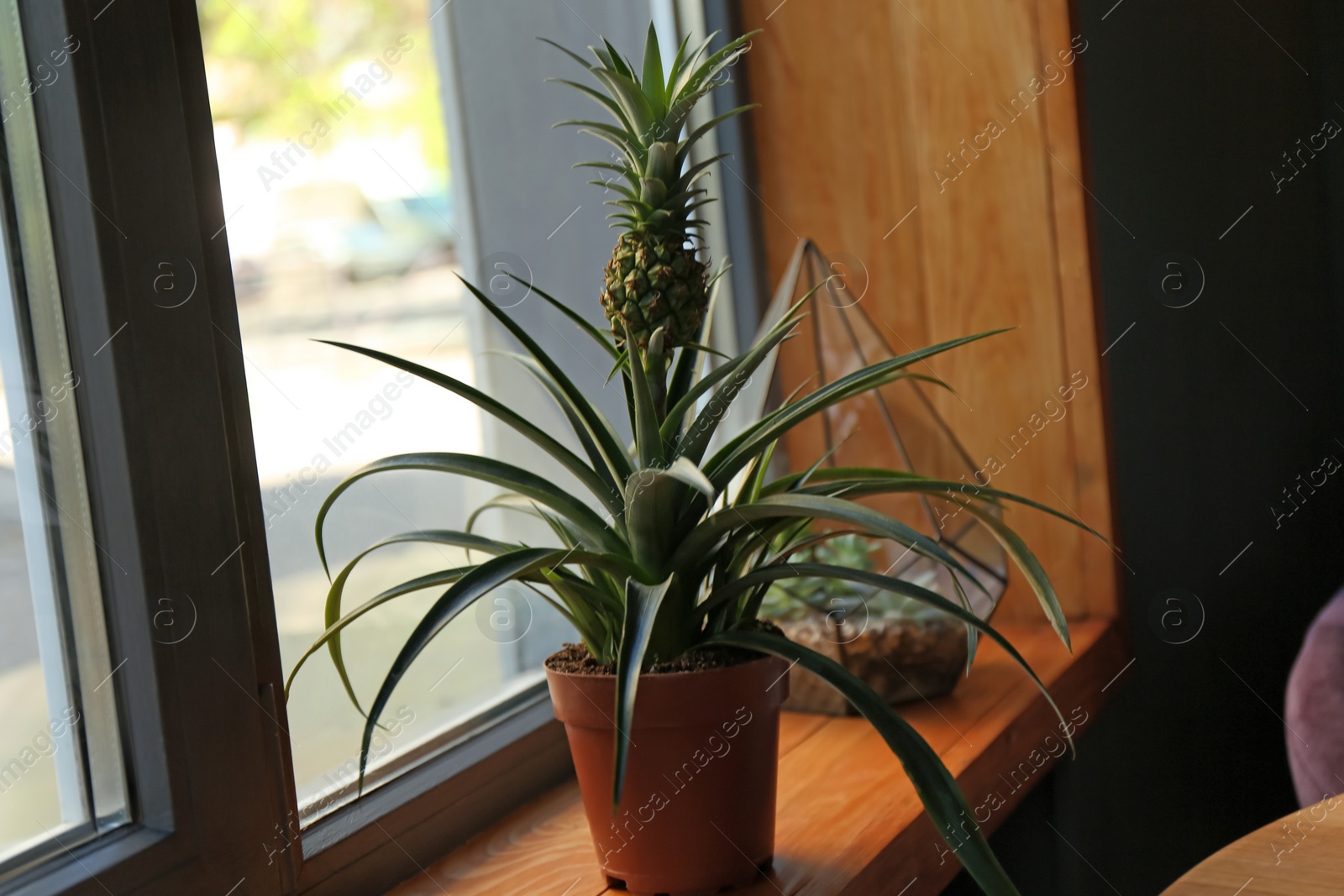 Photo of Pineapple plant and florarium with succulents on wooden windowsill