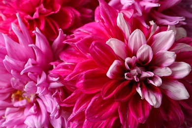 Photo of Beautiful blooming dahlia flowers as background, closeup