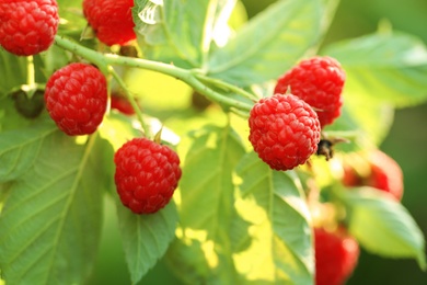 Photo of Raspberry bush with tasty ripe berries in garden, closeup