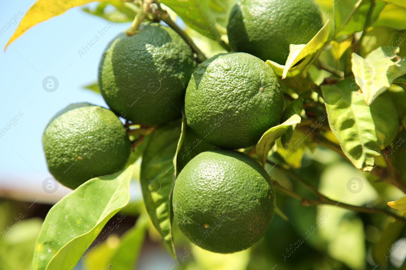 Photo of Unripe green tangerines growing on tree outdoors, closeup. Citrus fruit