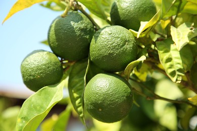 Unripe green tangerines growing on tree outdoors, closeup. Citrus fruit