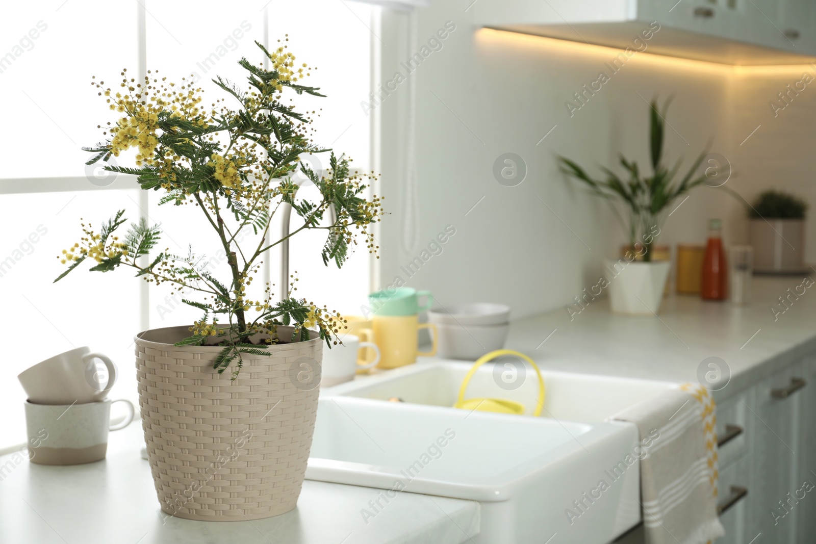 Photo of Beautiful potted mimosa plant on countertop in kitchen, space for text