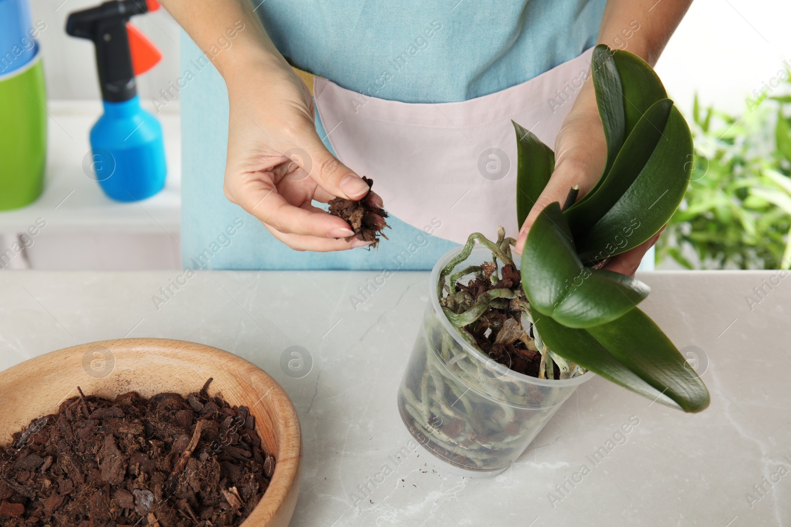 Photo of Woman transplanting orchid plant on table, closeup