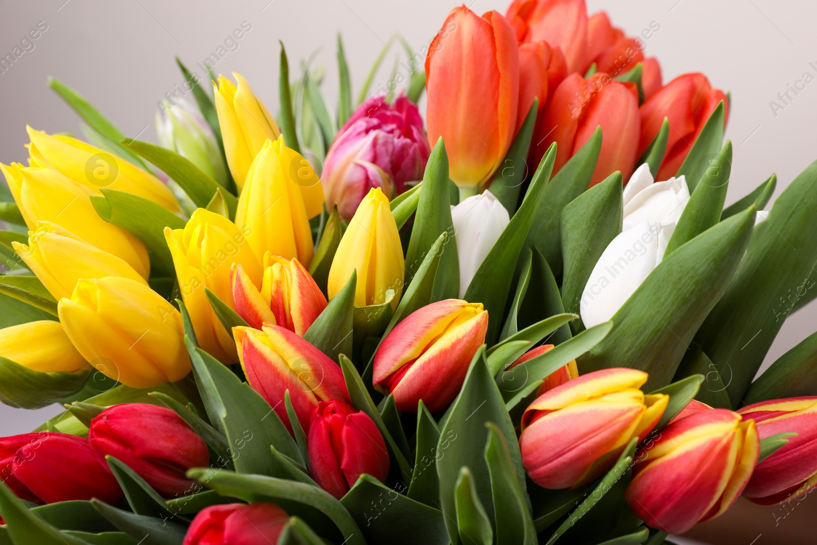 Photo of Beautiful colorful tulip flowers on grey background, closeup