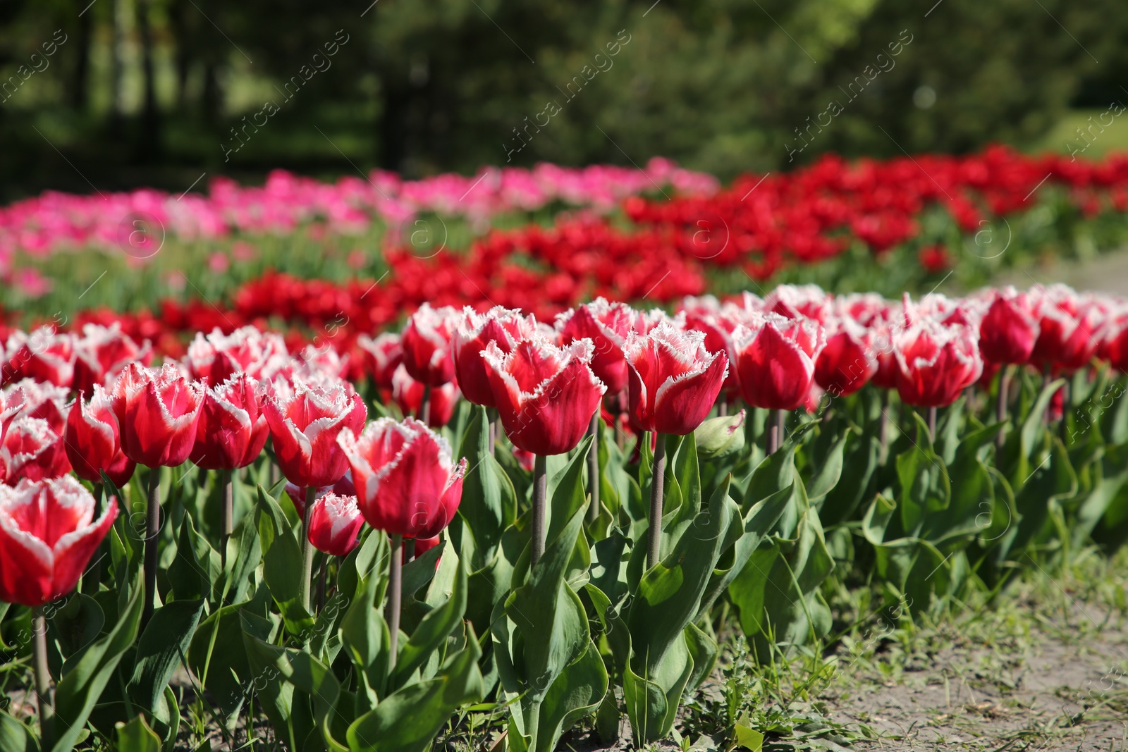 Photo of Beautiful red tulip flowers growing in field