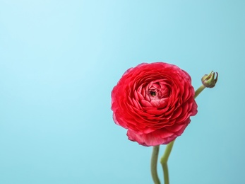 Photo of Beautiful ranunculus flower on color background