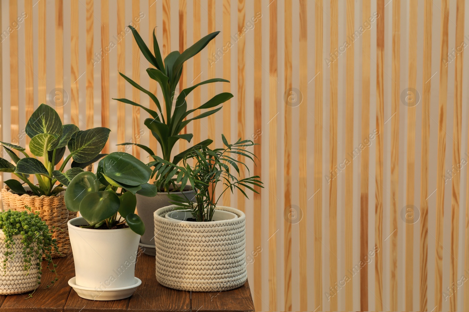 Photo of Beautiful plants in pots on wooden table indoors, space for text. House decor