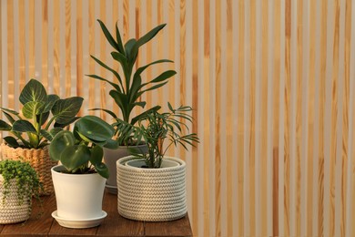 Beautiful plants in pots on wooden table indoors, space for text. House decor