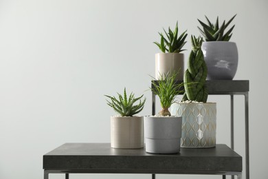 Photo of Many beautiful potted plants on table indoors, space for text. Floral house decor